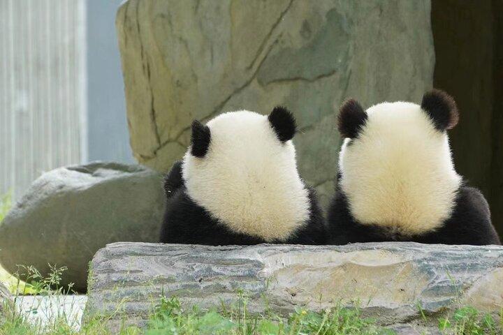 Chengdu Giant Panda Breeding Research Base Ticket