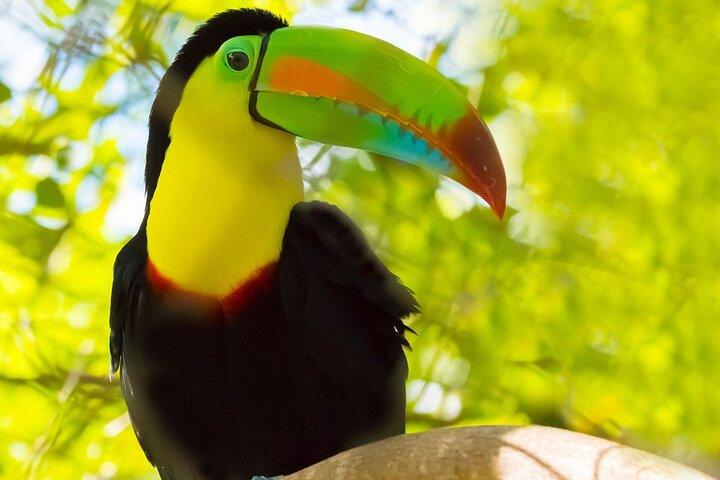 3-hour Belize Birdwatching Guided Tour