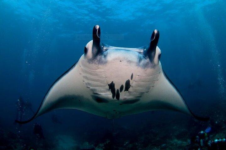 Scuba Dive with Manta Rays