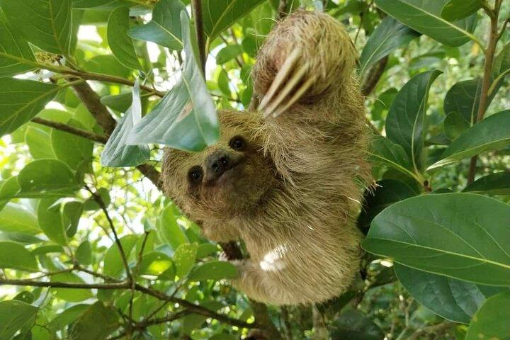 Sloth Forest Tour, Organic Coffee and Chocolate Tour and Waterfall