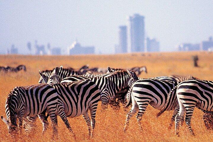 Full Day Private Tour to Nairobi National Park and Giraffe center