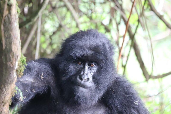 2 Days Private Gorilla Tracking in Uganda from Kigali Rwanda