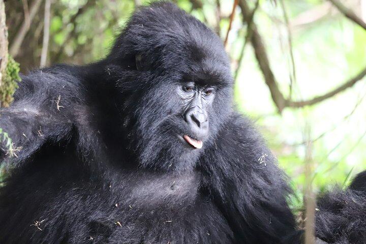 Private 4 Days Gorilla Trekking Tour and Lake Bunyonyi Visit