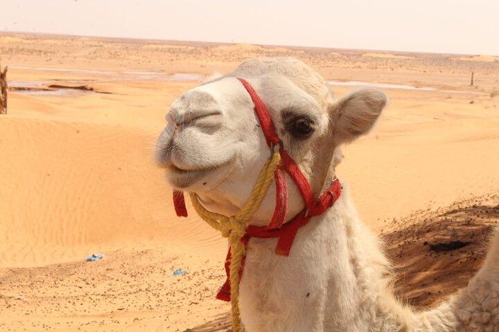  a day in Ksar Ghilane Star Wars Tours departing from Djerba
