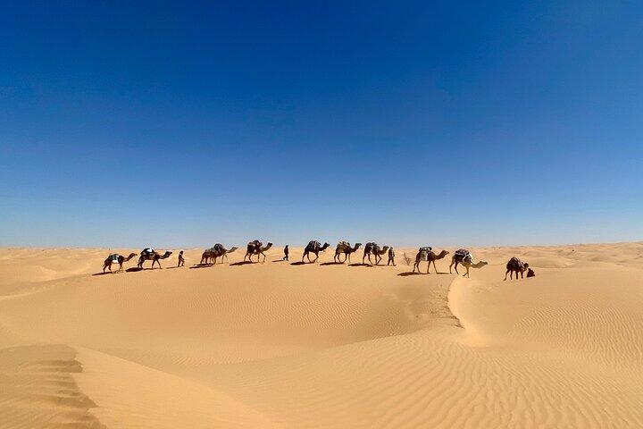 Desert tours and adventurous camel trekking through the Sahara