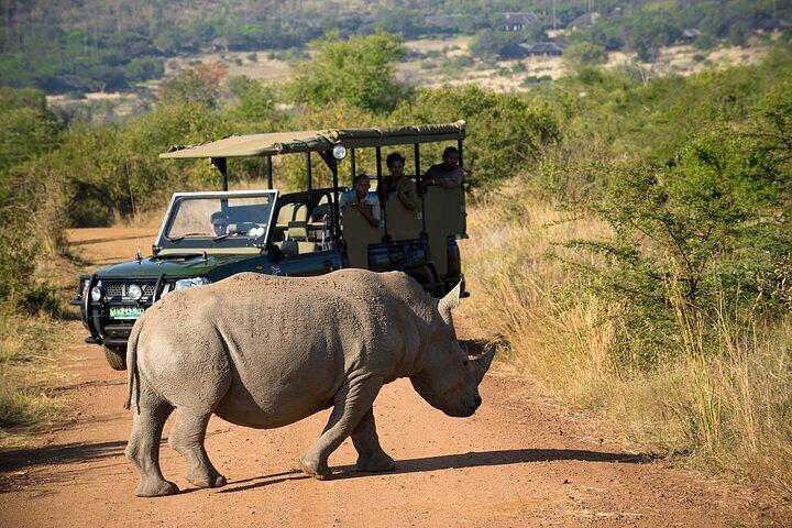 3-Hour Safari Tour in Pilanesberg National Park