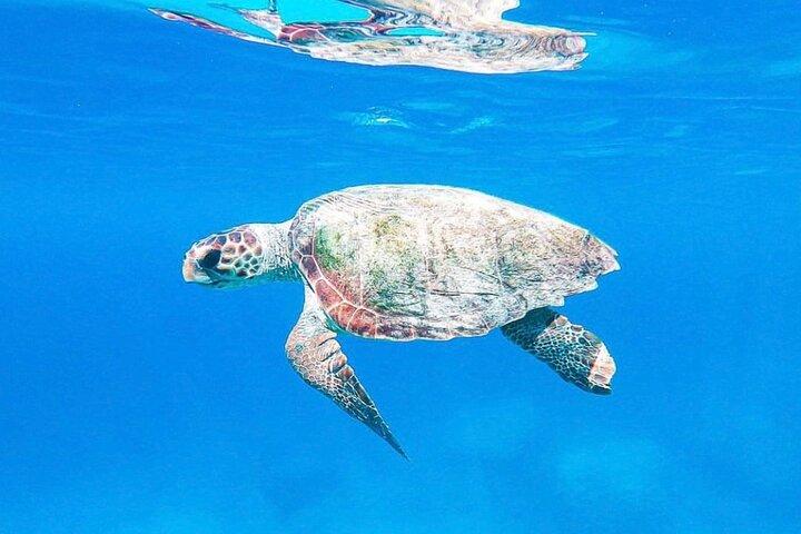 Zakynthos: Turtle Spotting & Marathonisi 2hr Private Boat (max 6)