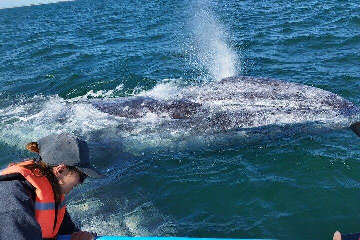 Full Day Gray Whale Watching Experience