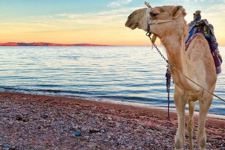 Camel Riding Desert and Sea in Marsa Alam