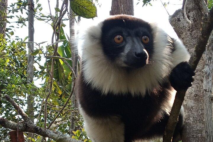 3 Days Private Tour in Lemur Territory in Andasibe
