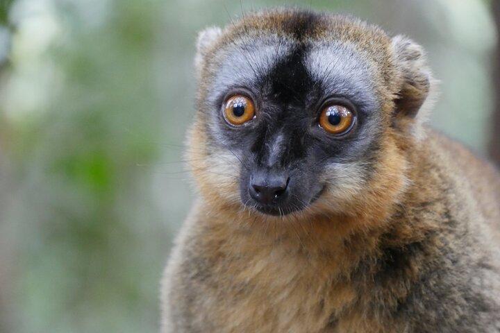 Half-Day Private Tour in Lemur's Park