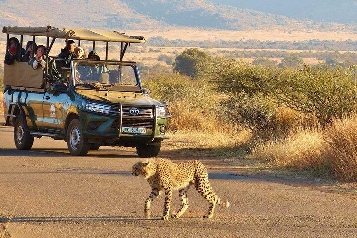 3-Hour Scheduled Safari Game Drive in Pilanesberg National Park