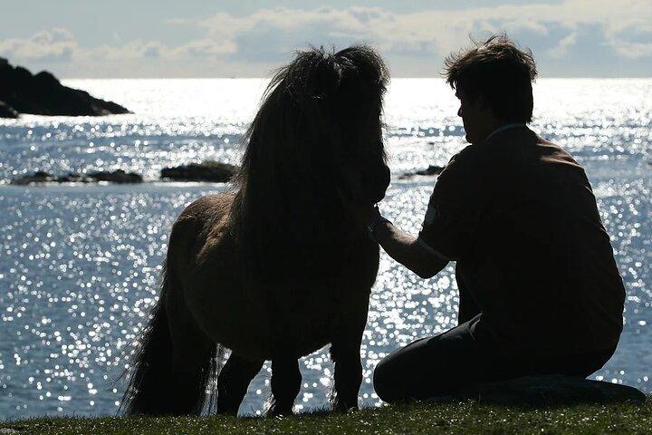 The Shetland Pony Experience - Private Tour