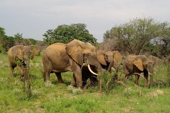 2 Days Safari in Maputo National Park