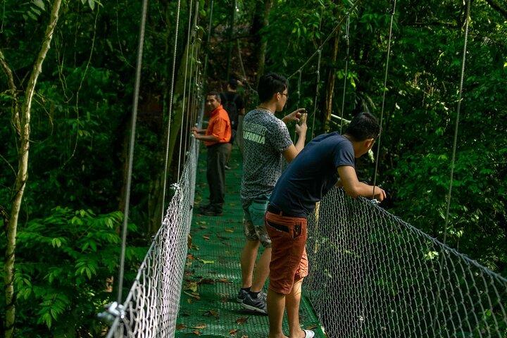 Limón Rainforest Hanging Bridges-Skywalk Tour & Tortuguero Canals
