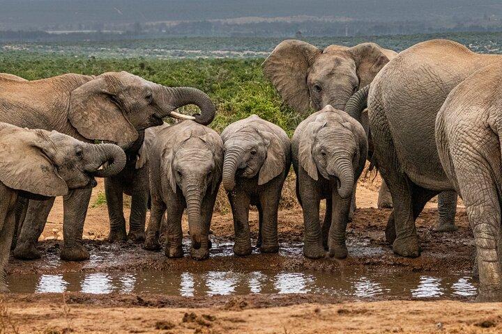 Addo Elephant Park Safari & Shore Excursion from Port Elizabeth