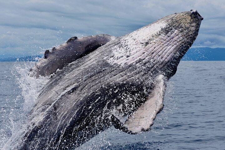 Humpback Whale Watching Tour in Drake Bay, Costa Rica 