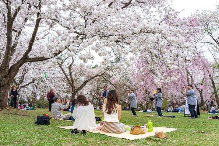 4 Hour Unique Kanazawa Cherry Blossom Sakura Private Experience