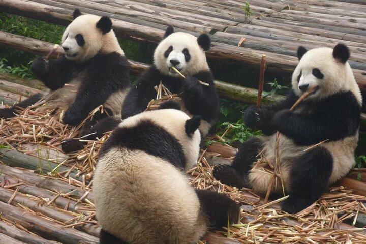 Chengdu Panda Research Base Tickets And Half Day Tour(Private)