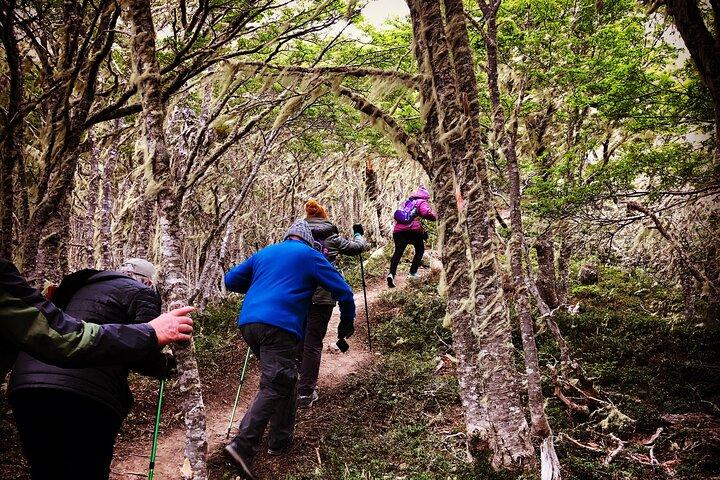 Private Patagonian Forest Hike in Punta Arenas: 8 Hour