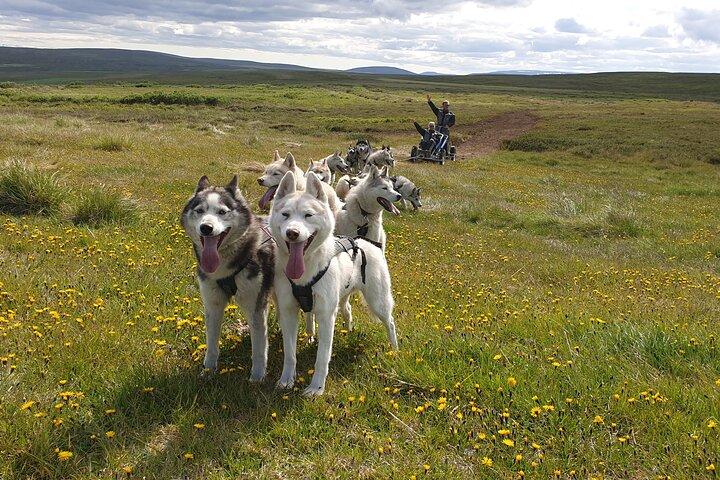  Dog Sledding and Mushing Experience by Siberian Husky in Iceland