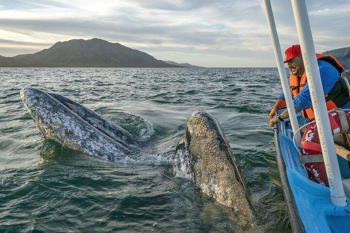 Gray Whales Watching in Magdalena Bay
