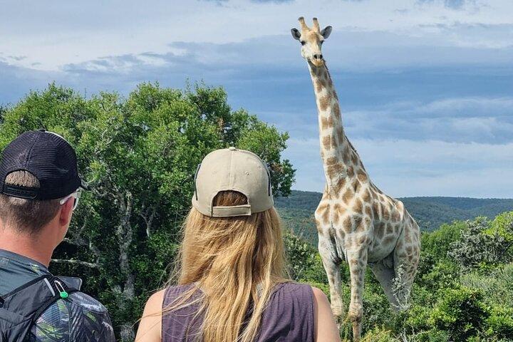 Full-Day Addo Elephant Park & Giraffe Walk Safari