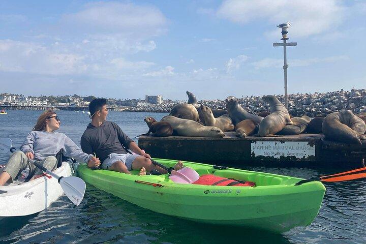 Kayaking with Sea Lions in a Calm Beautiful Harbor