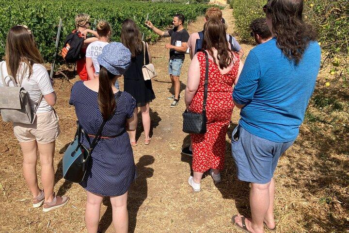 Guided Visit to a pretty Vineyard&Cellar 6 wines tasting & tapas