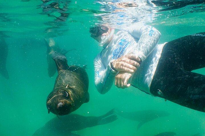 Swim with the Seals in Plettenberg Bay