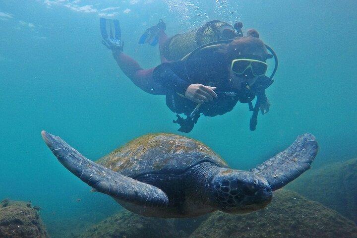 Diving with Turtles in Floripa
