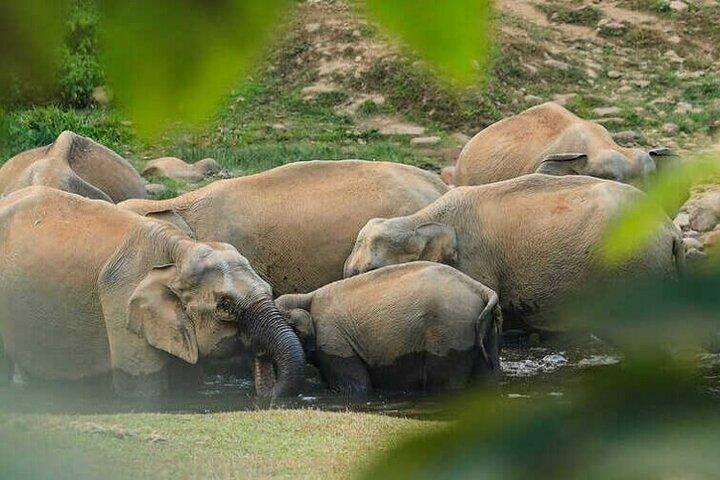  Wild Elephant Anakulam & Waterfalls Tour(munnar valley Trekking)