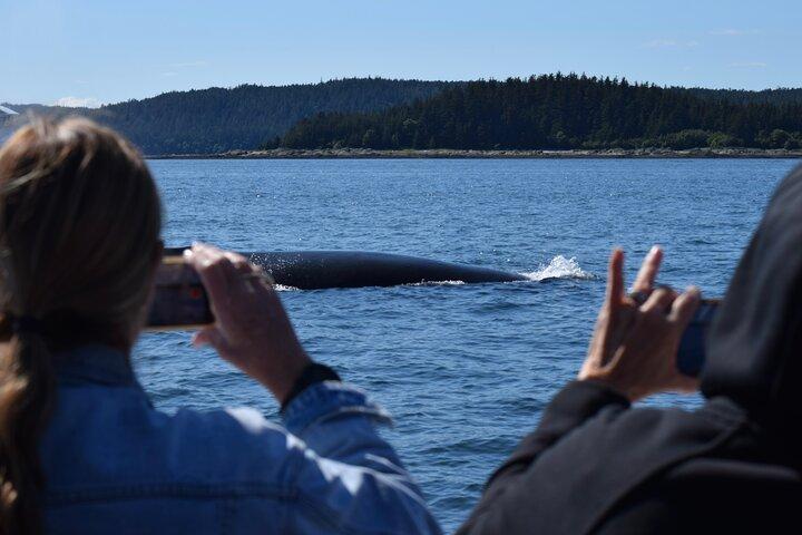 3.5 Hour Crowd-Skipping Whale Tour in Juneau Alaska