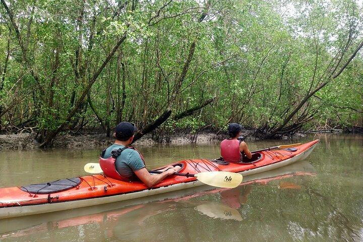 Mangrove, Beaches and Islands by Kayak tour