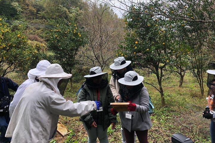 Visiting Beekeeper and Beeswax Craft Making in Bungoono City