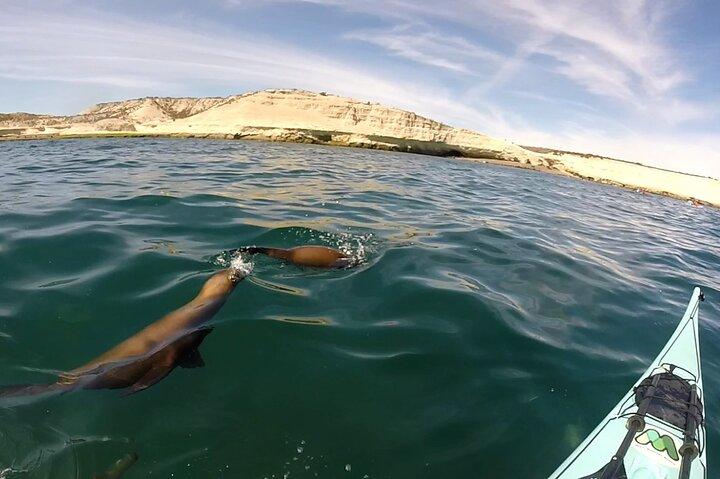 Kayak Paddling Experience with Sea Lions in Puerto Madryn