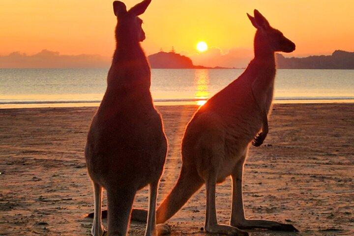 Sunrise with the kangaroos and wallabies