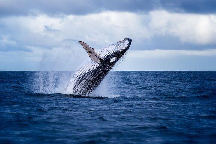 Whale Watching Tour from Akureyri City Central