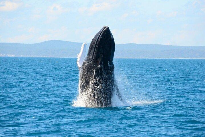 [Limited time] From Onna Village (Maeda Fishing Port)! Whale watching｜Completely reserved boat charter plan (4 hour course)