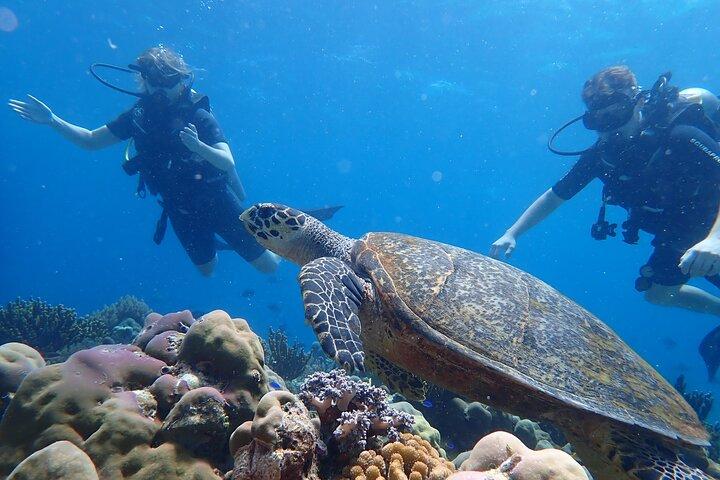 Scuba Diving Menjangan Island