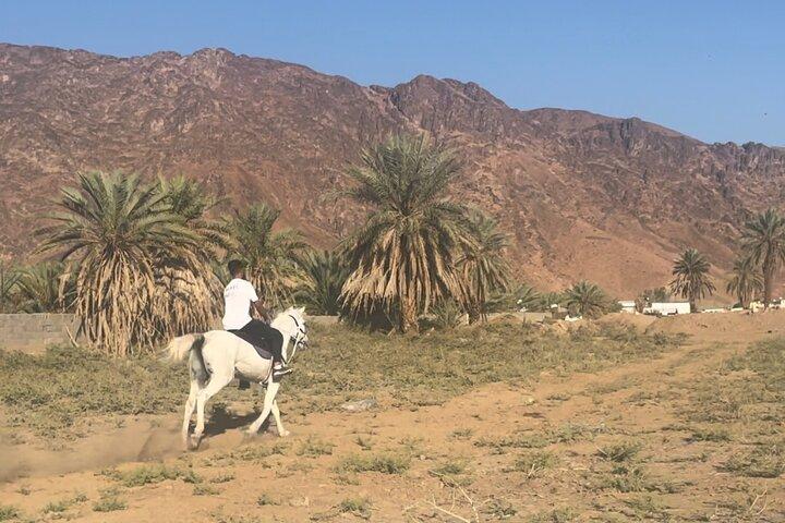 1 Hour Private Horse Riding in Madinah 