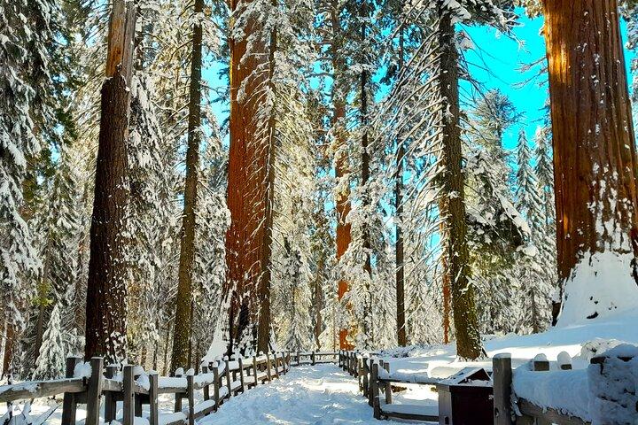 5 Star Rated Winter Private Tour in Sequoia