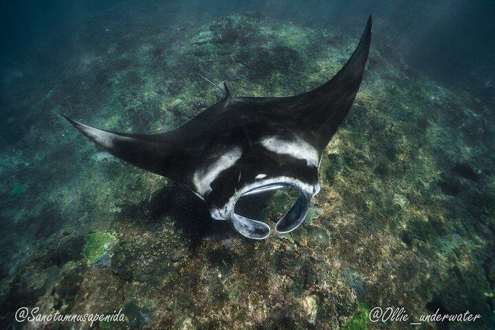 Snorkeling with manta rays