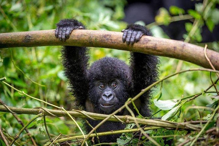 "Gorilla Tracking Permit: Your Ticket to Wildlife Adventure!"