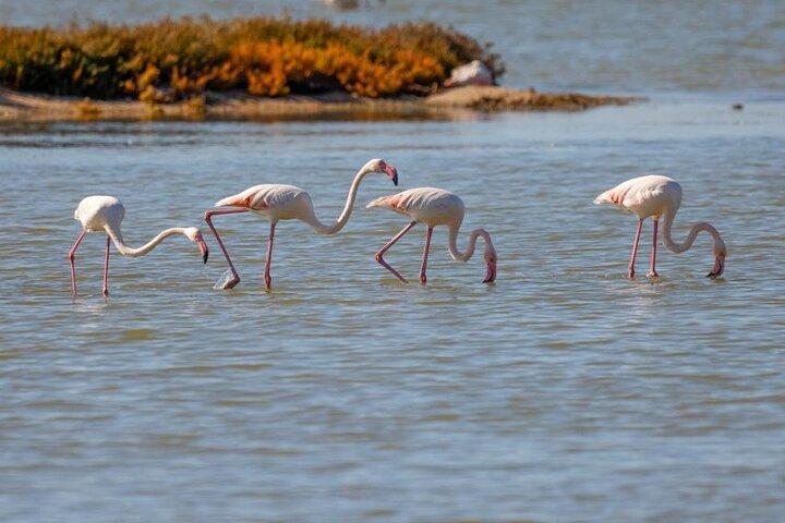 Vlore Birdwatching Experience in Narte Lagoon 