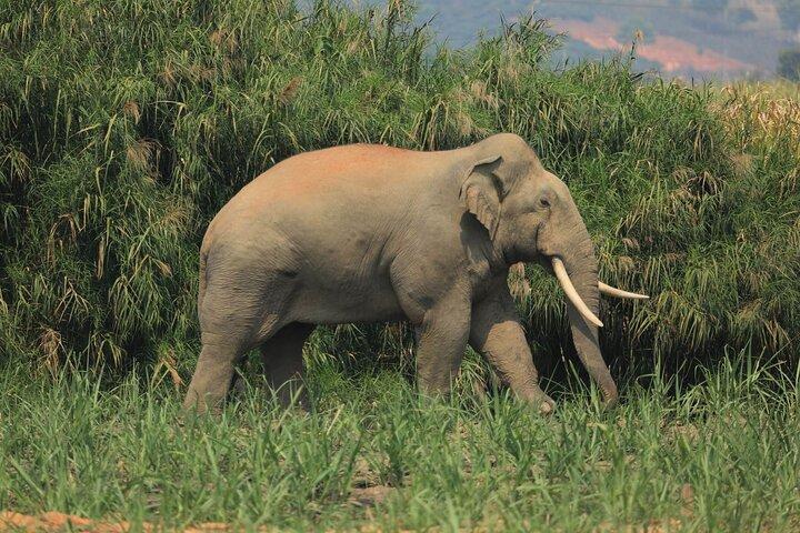 Elephant keeper programs option Kuang si waterfall in Laos