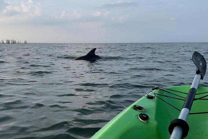 Kayak Dolphin Experience in Virginia Beach Must know how to swim