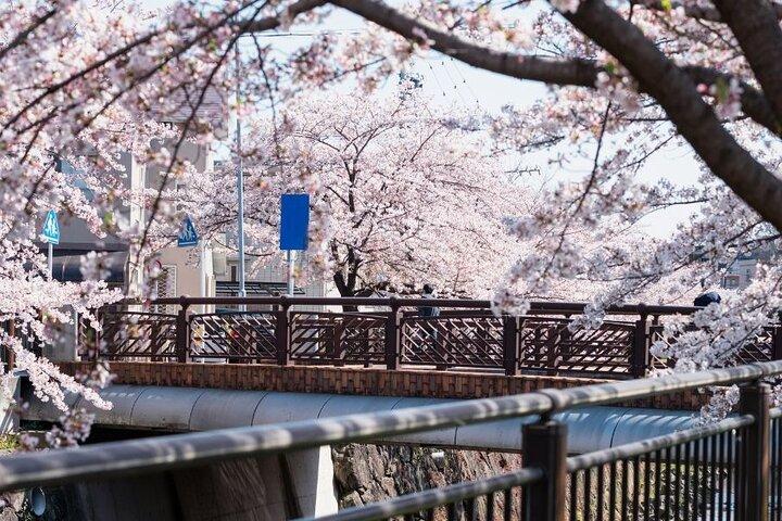 Private & Unique Nagoya Cherry Blossom Sakura Experience