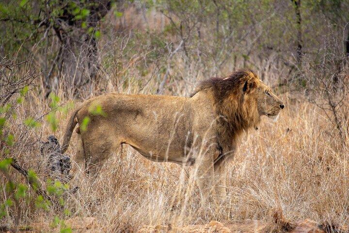 5 Day Immersive Kruger National Park Safari