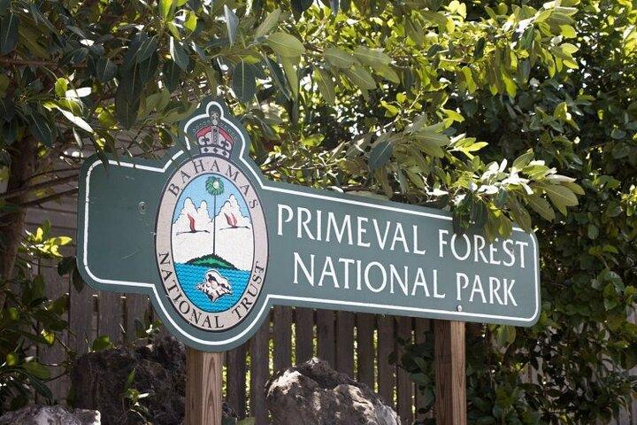 Guided Primeval Nature Walk Tour in Primeval Forest National Park